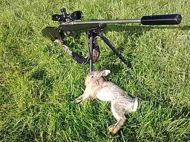 Rabbit65yards.jpg