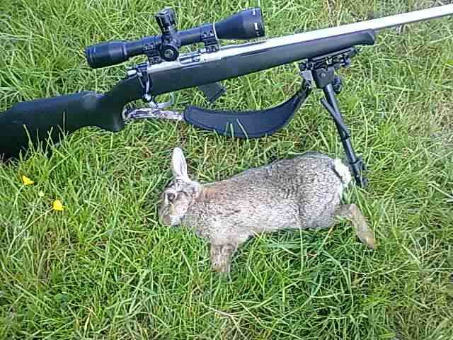 Rabbit98yards.jpg