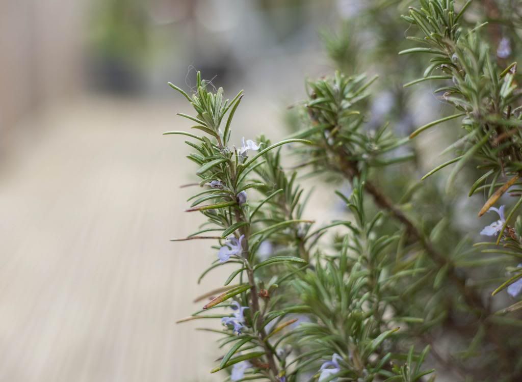 IMAGE: http://i280.photobucket.com/albums/kk196/spookyspike/IMG_1547_zps7c8cde85.jpg