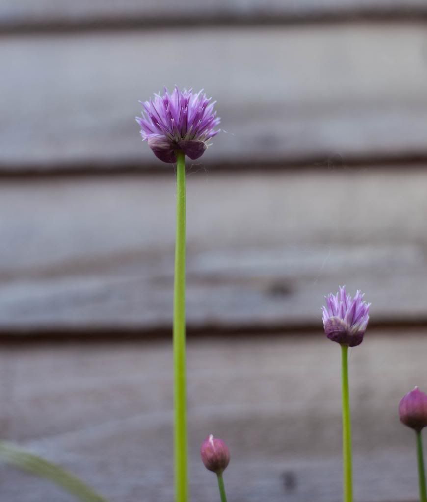 IMAGE: http://i280.photobucket.com/albums/kk196/spookyspike/IMG_1548_zps09b741f5.jpg