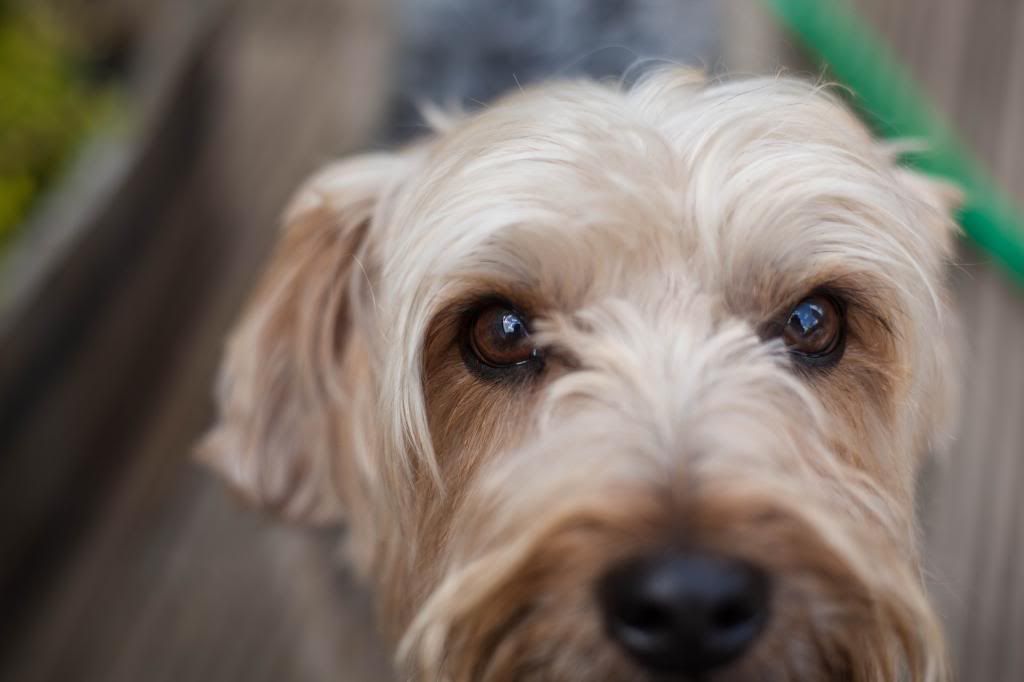 IMAGE: http://i280.photobucket.com/albums/kk196/spookyspike/IMG_1549_zpsa2b7236d.jpg