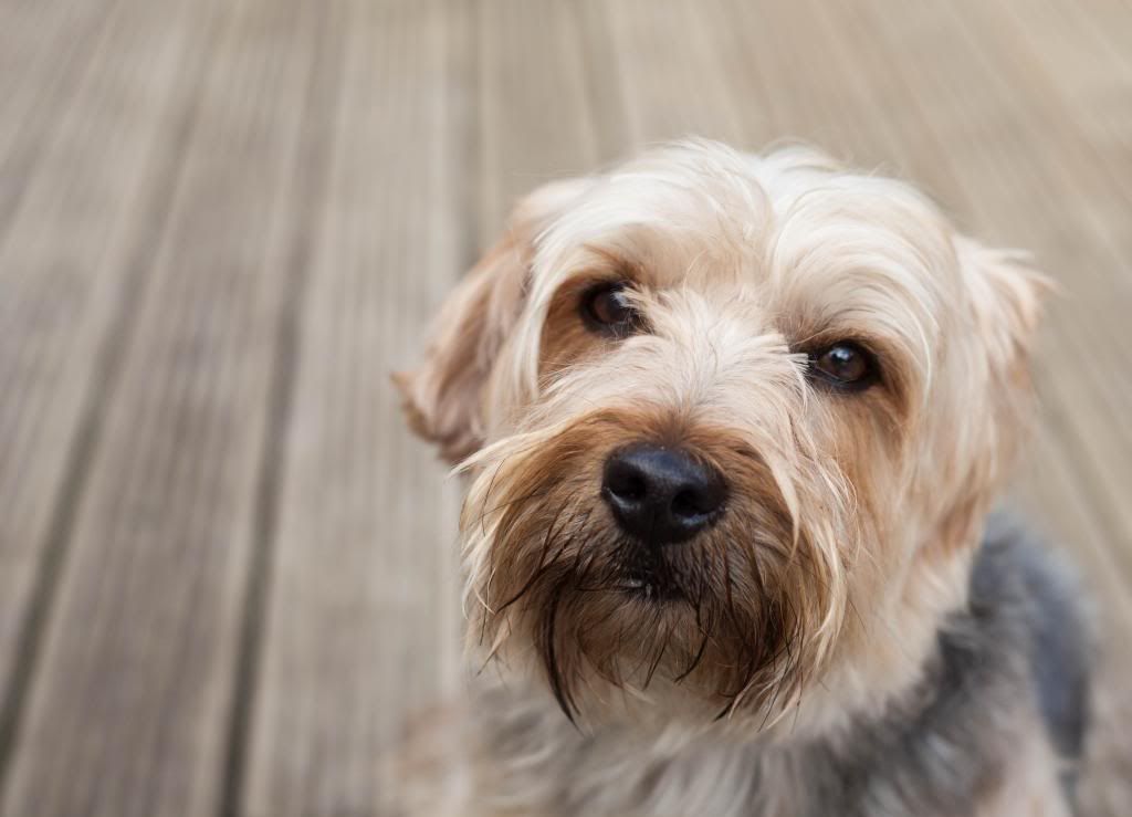 IMAGE: http://i280.photobucket.com/albums/kk196/spookyspike/IMG_1550_zpseb22cbd2.jpg