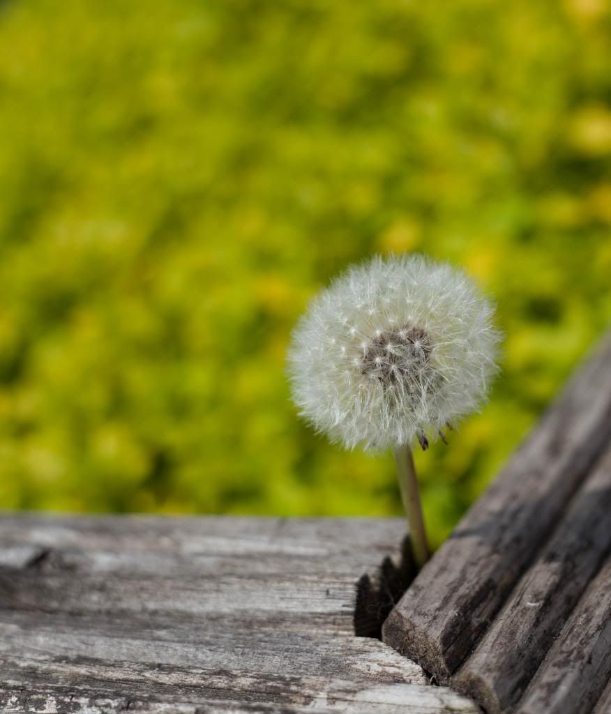 IMAGE: http://i280.photobucket.com/albums/kk196/spookyspike/IMG_1553_zps241b0257.jpg