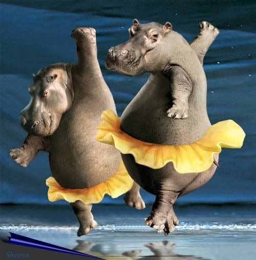 Dancinghippopotami_w.jpg
