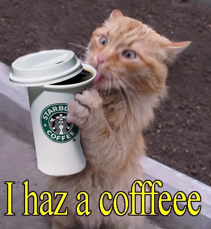 cats,coffee