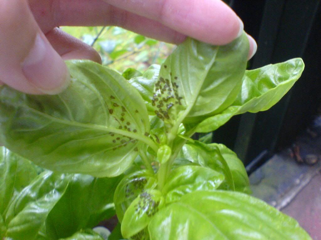 identifying basil damage (small circles)? *PHOTOS*