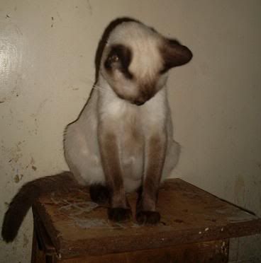 mascotas mascotas