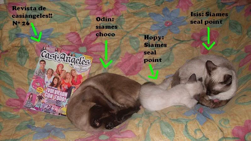 Siameses Siameses