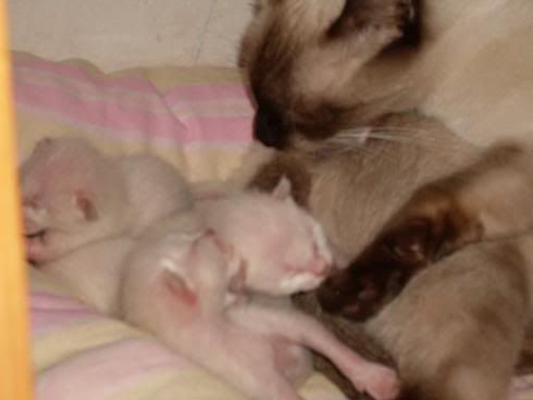 gatos gatos