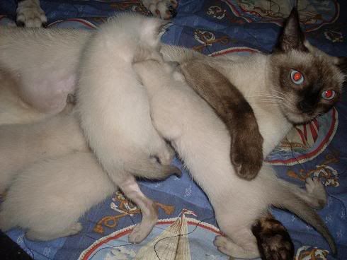 mascotas mascotas