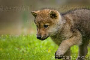 Baby Wolf! Pictures, Images and Photos