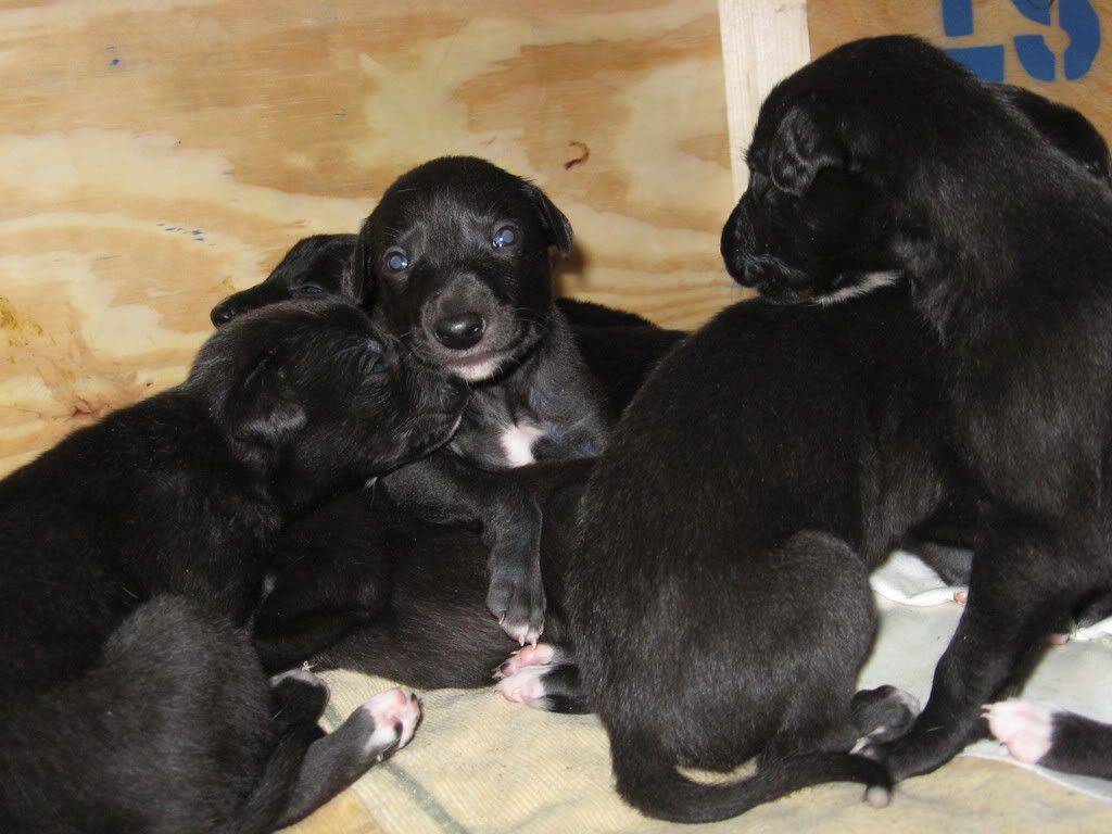 pups026.jpg