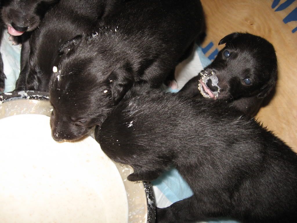 pups034.jpg