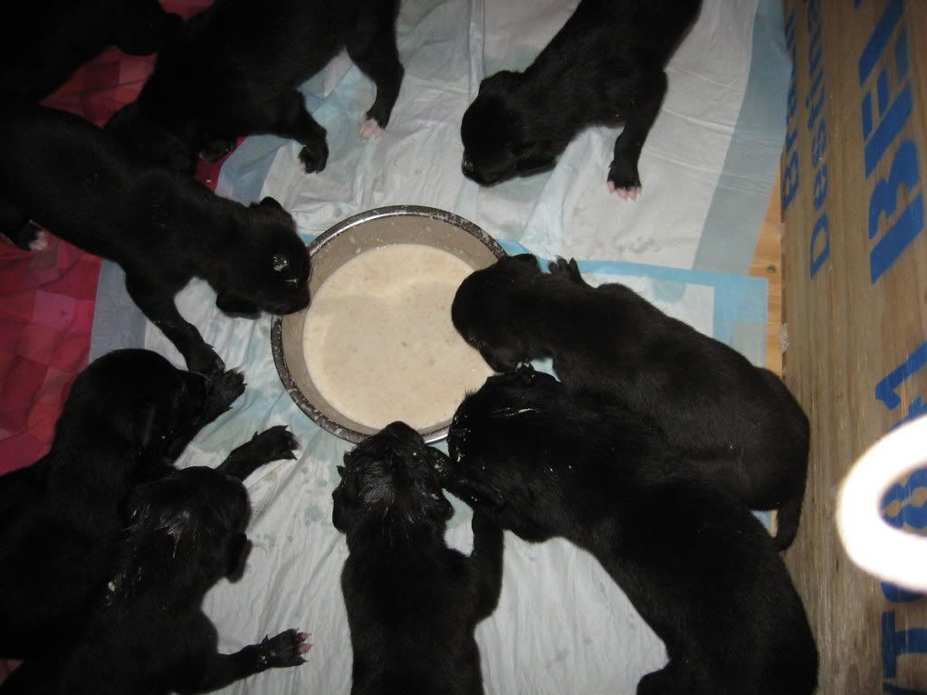 pups038.jpg