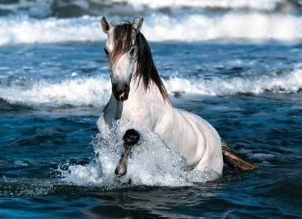 Horses Pictures, Images and Photos