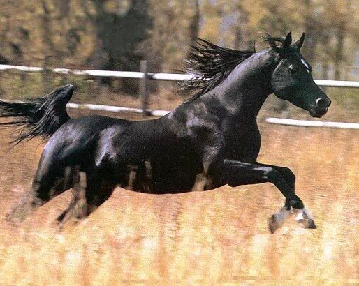 Black Arabian Myspace Graphics. Black Arabian. More Animal
