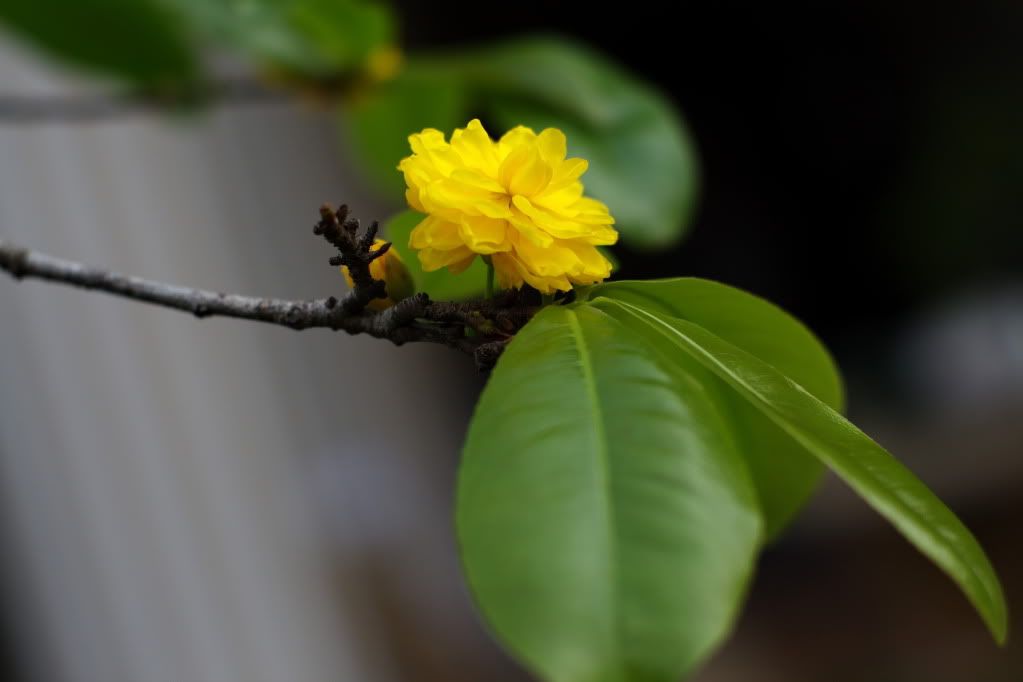 Nơi show hình mai vàng or đào Tết Tân Mão nhé a e. - 2