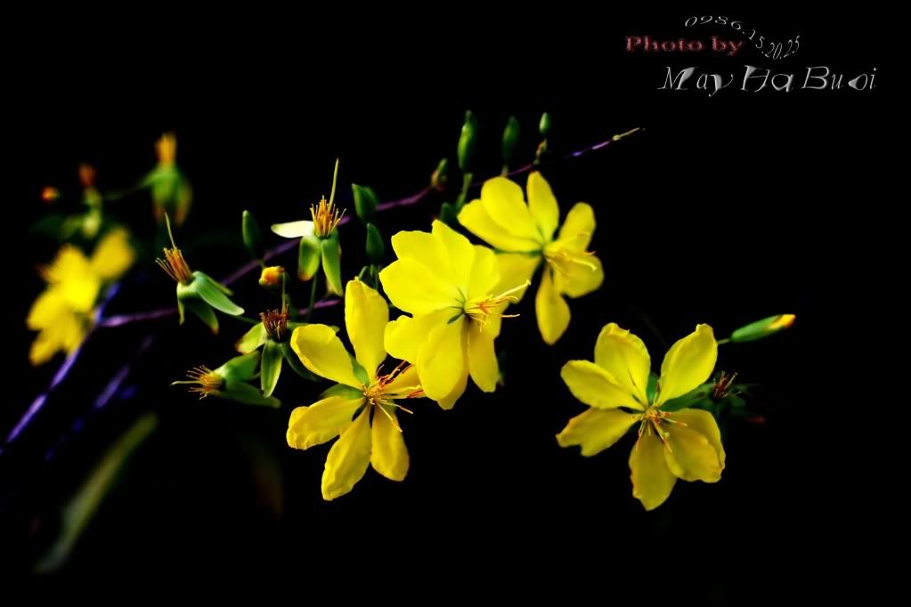 Nơi show hình mai vàng or đào Tết Tân Mão nhé a e. - 4