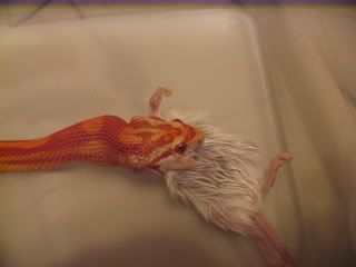 Food021.jpg