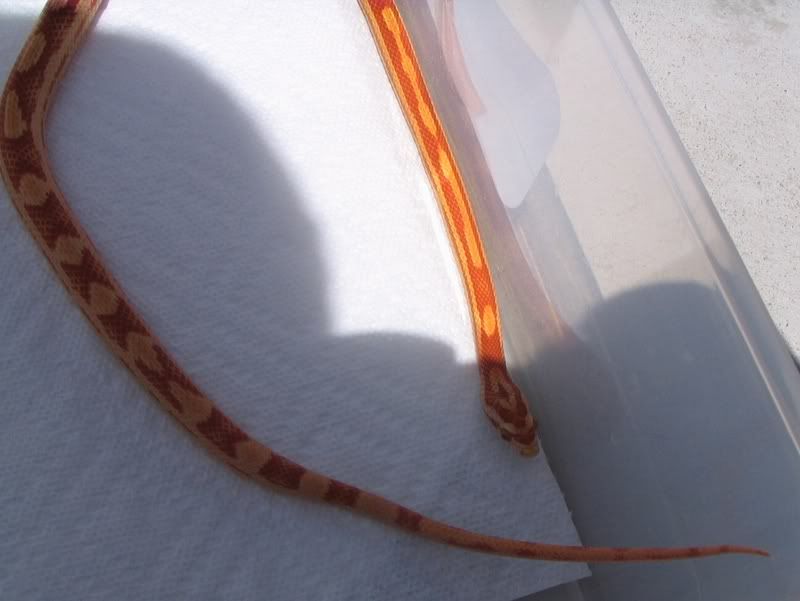 Snake6-10-08003G.jpg