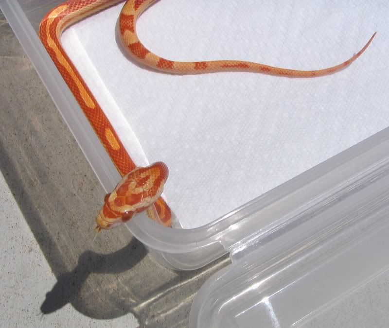 Snake6-10-08005G.jpg