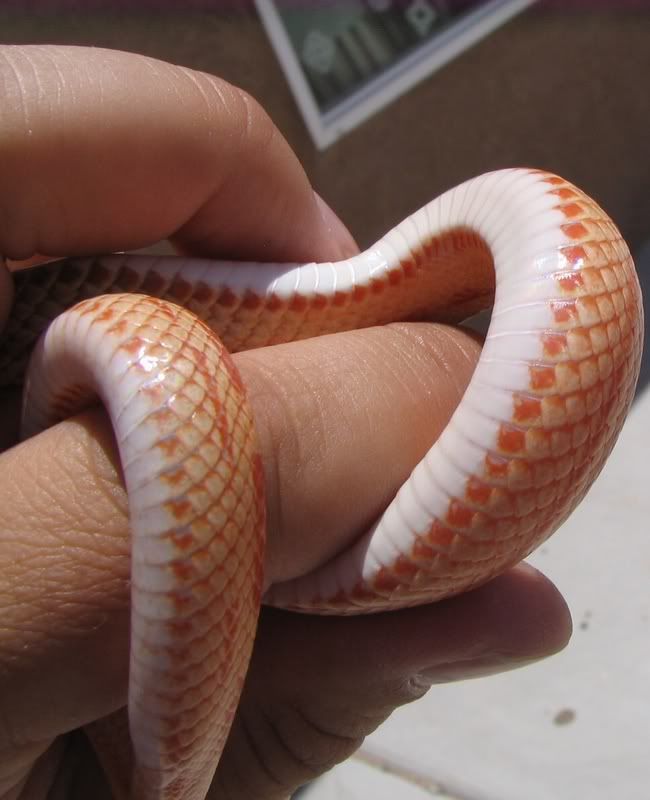 Snake6-10-08006G.jpg