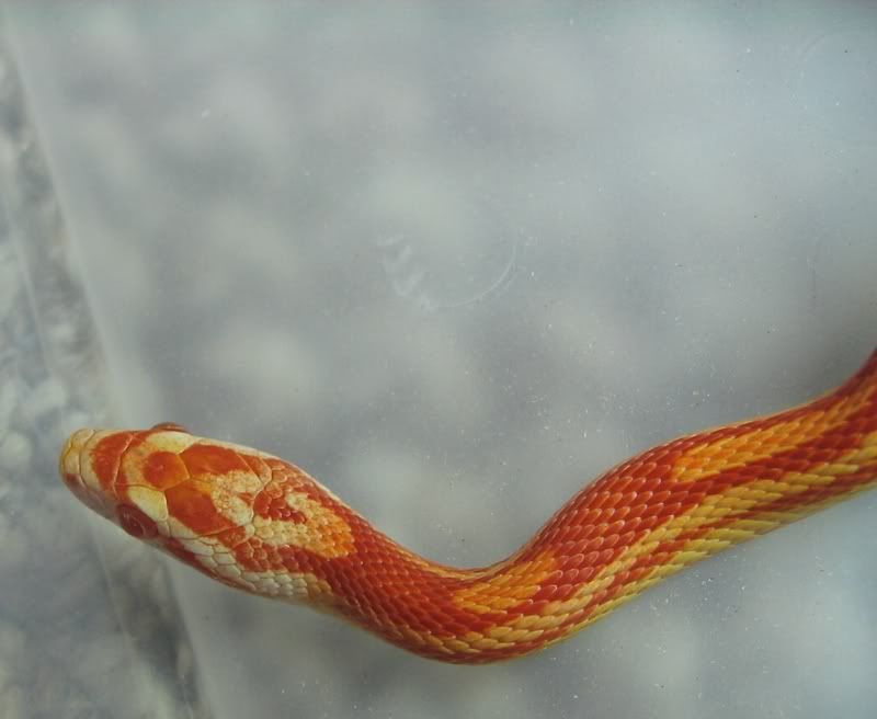 Snake6-10-08010G.jpg