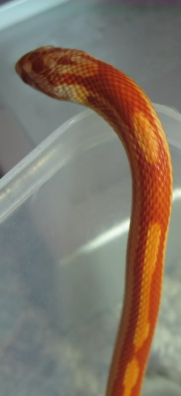 Snake6-10-08024G.jpg