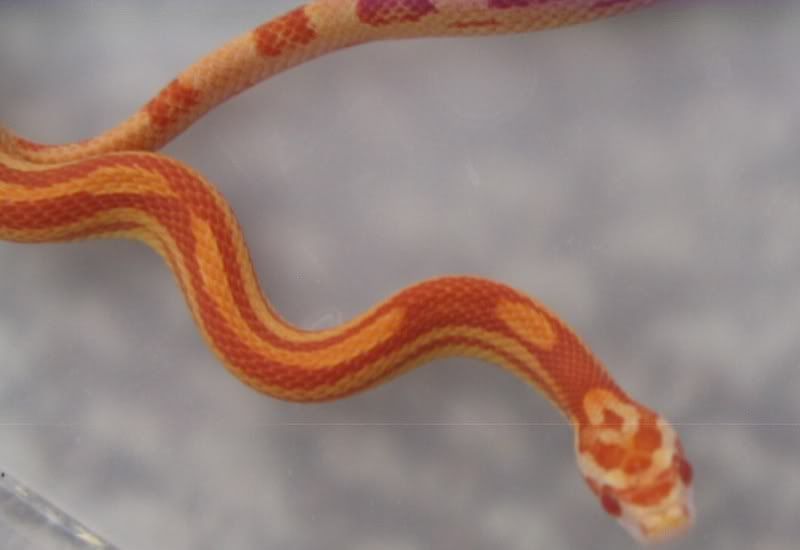 Snake6-10-08035G.jpg