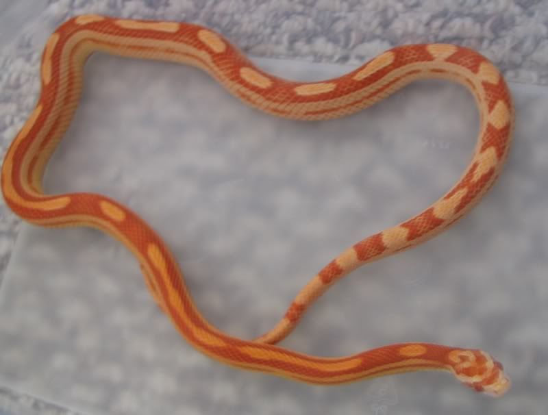 Snake6-10-08036G.jpg