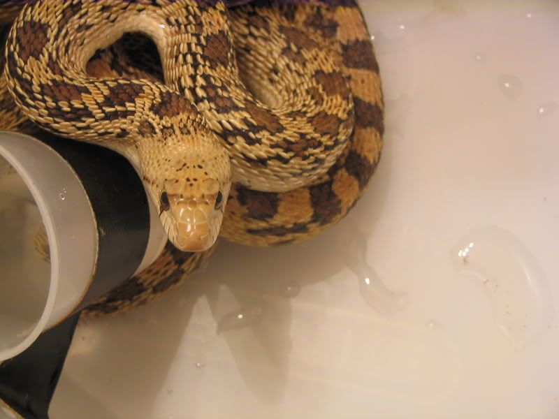 mysterysnake005.jpg