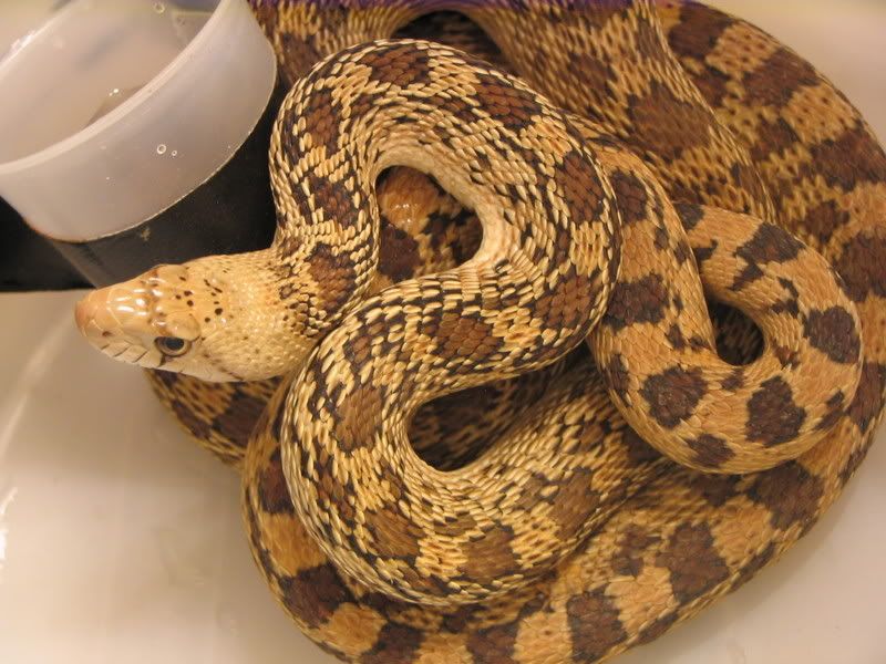 mysterysnake010.jpg