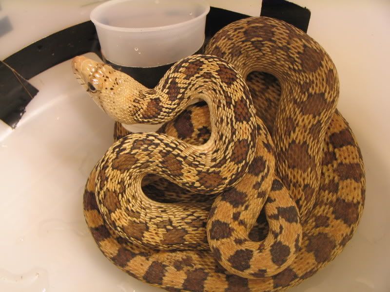 mysterysnake011.jpg