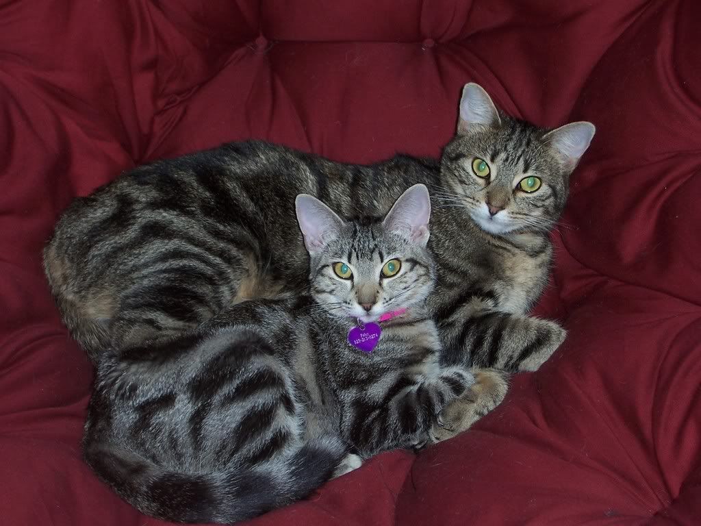 striped cats