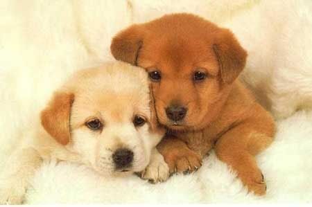 sweet baby dogs photo dogs.jpg