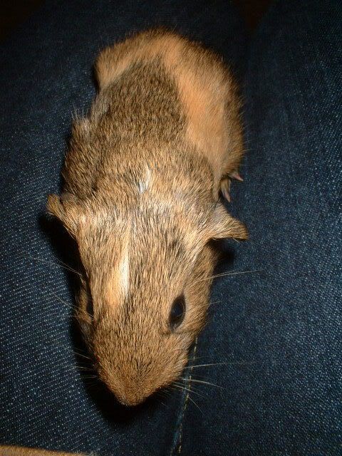 DSCF0009.jpg