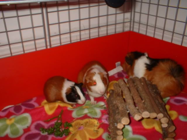 Picture006.jpg